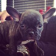 Fransk bulldog Timmo