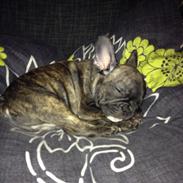 Fransk bulldog Timmo