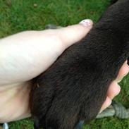 Labrador retriever Balder