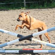 Rhodesian ridgeback Mougli