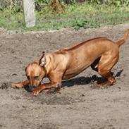 Rhodesian ridgeback Mougli