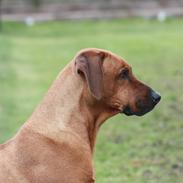 Rhodesian ridgeback Mougli