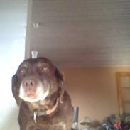 Labrador retriever bina