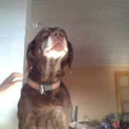 Labrador retriever bina