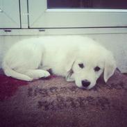 Golden retriever Merle