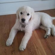 Golden retriever Merle