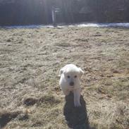 Golden retriever Merle