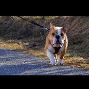 Engelsk bulldog Estroy Bulldogs Mr. Alfred