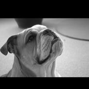 Engelsk bulldog Estroy Bulldogs Mr. Alfred