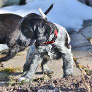 Cocker spaniel Mille