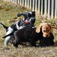 Cocker spaniel Mille