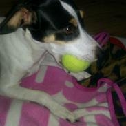 Dansk svensk gaardhund Sallie