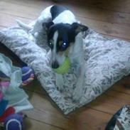 Dansk svensk gaardhund Sallie