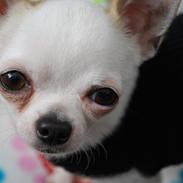 Chihuahua Rickey