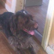 Ruhåret hønsehund Bamse