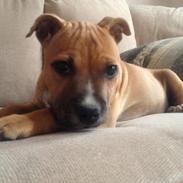 Staffordshire bull terrier Bella