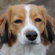 Kooikerhondje Sally