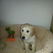 Golden retriever Frode