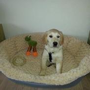 Golden retriever Frode