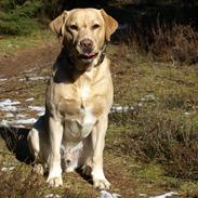 Labrador retriever | Morgan