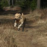 Labrador retriever | Morgan