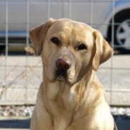 Labrador retriever | Morgan