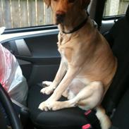 Labrador retriever | Morgan