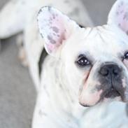 Fransk bulldog Cosmo