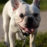 Fransk bulldog Cosmo