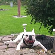 Fransk bulldog Cosmo