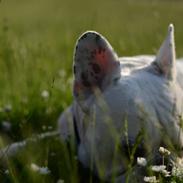 Fransk bulldog Cosmo