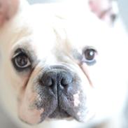 Fransk bulldog Cosmo