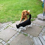 Golden retriever Molly