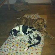 Golden retriever Molly