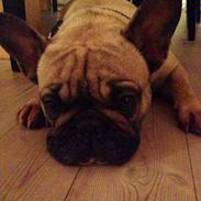 Fransk bulldog Anna