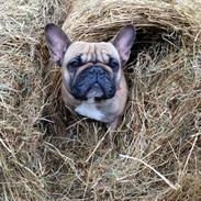 Fransk bulldog Anna