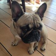 Fransk bulldog Anna