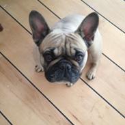 Fransk bulldog Anna