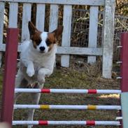 Blanding af racer Fuddi(tutti)<3