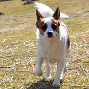 Blanding af racer Fuddi(tutti)<3