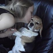 Beagle Bella