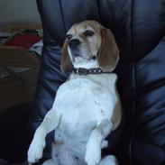 Beagle Bella