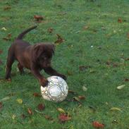 Labrador retriever Bailey