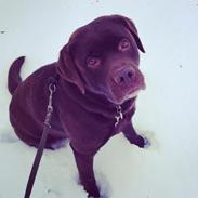 Labrador retriever Bailey