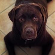 Labrador retriever Bailey