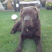 Labrador retriever Bailey