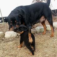 Rottweiler Achilles (Basse)