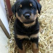 Rottweiler Achilles (Basse)