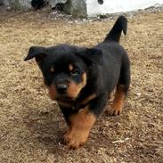 Rottweiler Achilles (Basse)