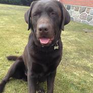 Labrador retriever Balder